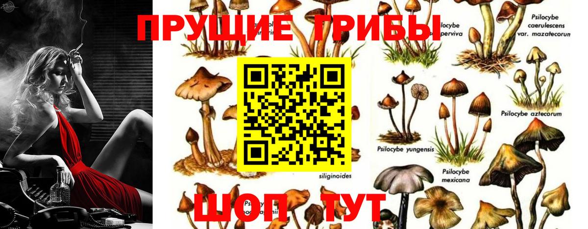 Галлюциногенные грибы Psilocybe Партизанск